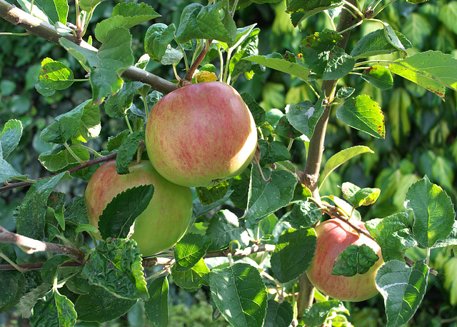 Apples on our tree
