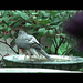 Sparrow hawk Bathing