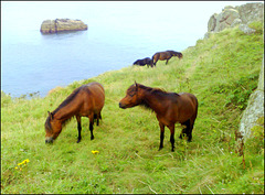 Dartmoor ponies at Logan Rock, For Pam.