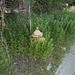 Borne-fontaine envahie / Overgrown hydrant
