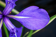 BVESANCON: Une fleur d'Iris.