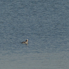 Rare Long-tailed Duck