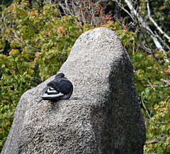 Sits on a stone