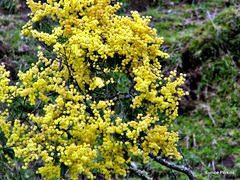 Yellow flowering Tree.