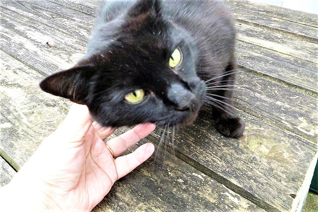 Oh he was so pleased to see me back - he even suffered having his photo taken, for a chin rub!!!