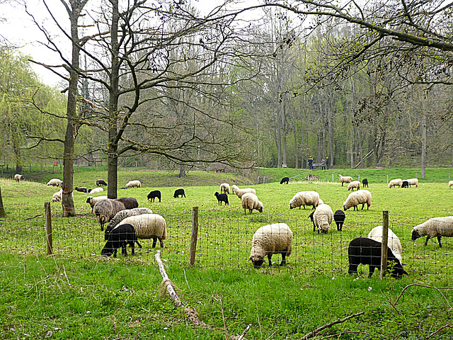 A lot of black sheep in Heerlen...