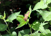 26 Speckled Wood on a nettle