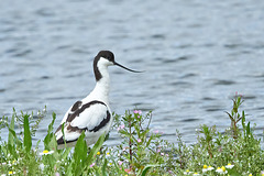 Pied Avocet - Recurvirostra avosetta