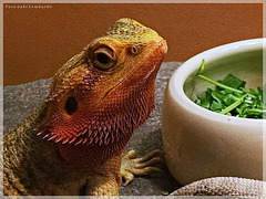 fresh vitamines for the Bearded Dragon