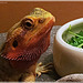 fresh vitamines for the Bearded Dragon