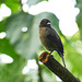 Shiny Cowbird, Tobago, Day 2