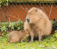 Capybara and its young