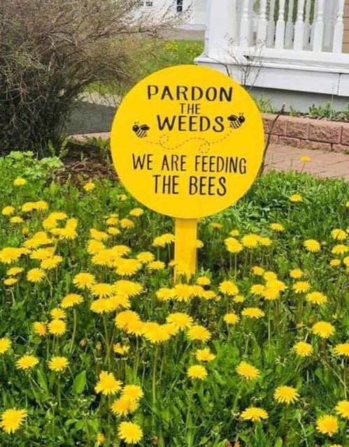 gdn - weeds for bees