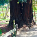 Costal Redwood