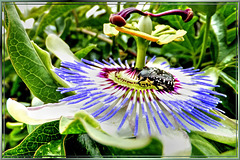 Passion flower with white spotted rose beetles. ©UdoSm
