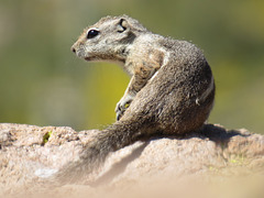 Harris' Antelope Squirrel