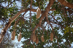 Namibia, Unripe JackFruits on the Tree