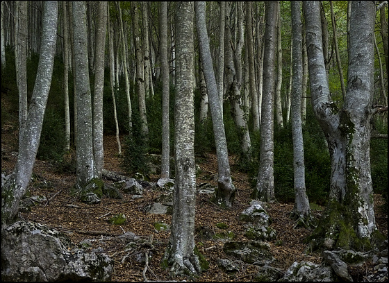 Les línies del bosc