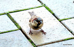 Male Sparrow.