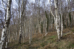 Hay Wood birches