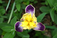 BVESANCON: Une fleur d'Iris.( 2 )