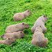 Capybara group