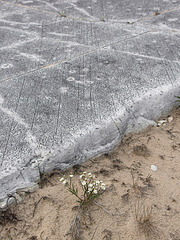 Manitoulin Island, Pavement Alvar with Glacial Striation and Solidago ptarmicoides, Misery Bay (PiP)