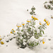chrysanthemums and snow_DSC 0196