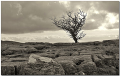 Lone tree in limestone pavement country
