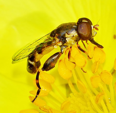 Hoverfly with long tongue!!