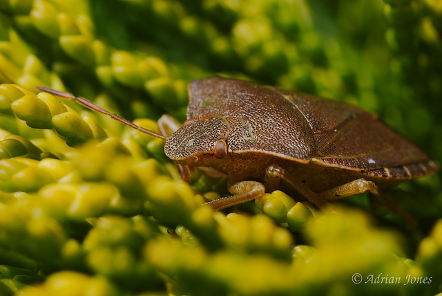 Common Green Shieldbug