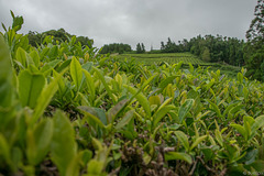 unterwegs in der Teeplantage von Cha Gorreana (© Buelipix)