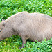 Capybara.4jpg