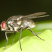 IMG 7706fly