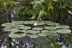 Lily Pads – Brooklyn Botanic Garden, New York, New York