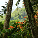Main Ridge Forestry Reserve, Tobago, Day 2