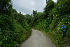 unterwegs zu den Teeplantagen oberhalb von Cha Gorreana (© Buelipix)