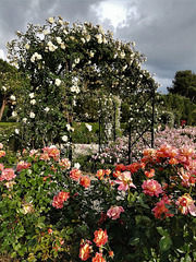 Rose Garden, El Retiro Park, Madrid