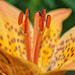 BVESANCON: Une fleur deyse orangé ( Lilium bulbiferum ).01