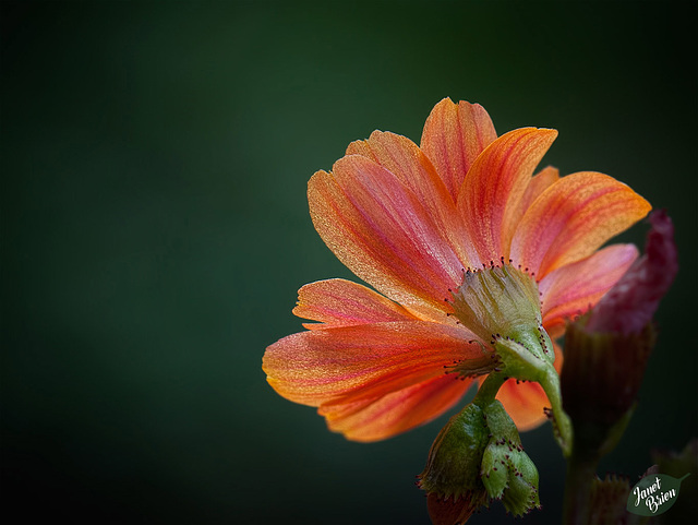 260/366: Behind a Glowing Orange Blossom