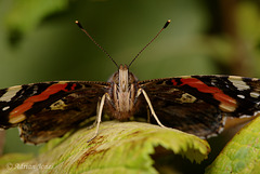 Vanessa atalanta (Red Admiral Butterfly)