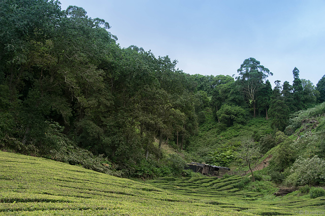 unterwegs in der Teeplantage von Cha Gorreana (© Buelipix)