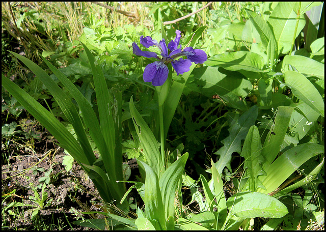Iris tectorum forme géante (2)
