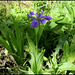 Iris tectorum forme géante (2)