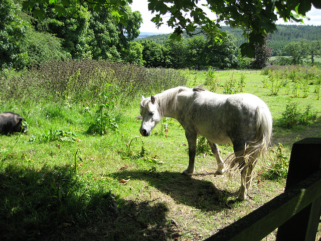 Horse and friend near Barrow Farm.