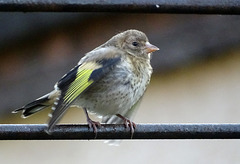 Juvenile  goldfinch quivering in anticipation