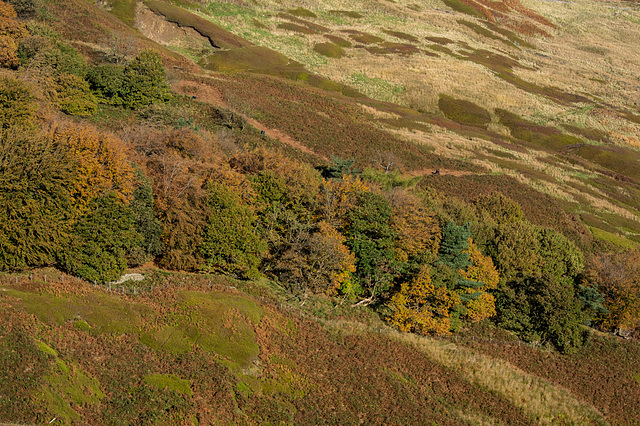 Some Yorkshire side Autumn colours