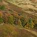 Some Yorkshire side Autumn colours