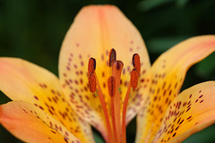 .BVESANCON: Une fleur lys orangé (Lilium bulbiferum) 02