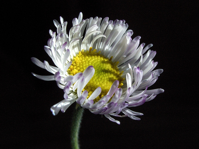 A Windblown Wildflower